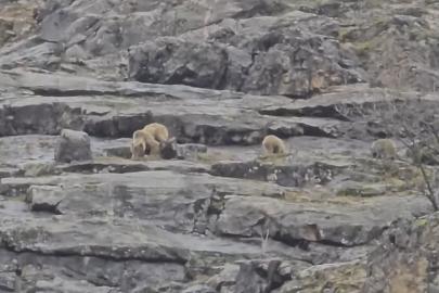 Munzur Vadisi’nde anne ayı ve yavruları görüntülendi