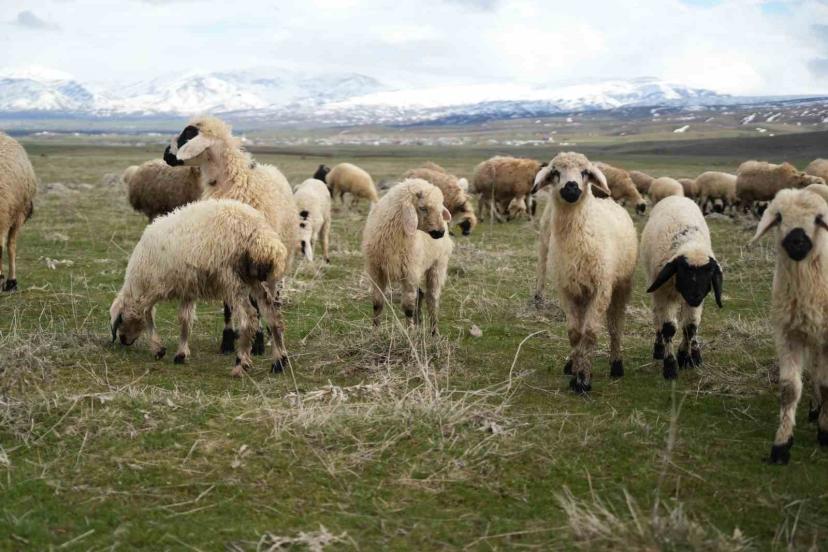 Muş Ovası kuzu sesleriyle şenlendi