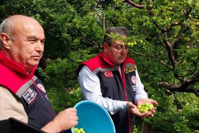 Mut’ta örtü altı erik hasadı başladı