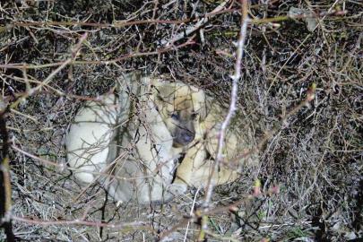 Ölüme terk edilmiş köpek yavrularına sahip çıktı
