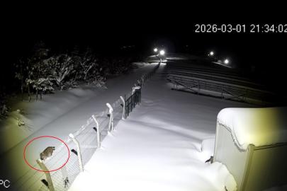 Ordu’da nesli tükenmekte olan vaşak görüntülendi