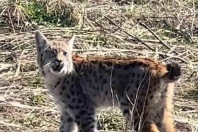 Ormanın hayaleti çığlık atarken görüntülendi