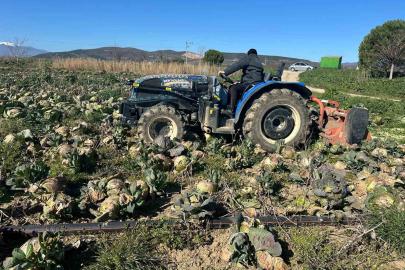 Pazarda 70 lira ama yüzbinlercesi tarlada çürüdü: Üreticiler Tarım Kredi’ye çağrı yaptı