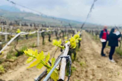 Salihli’de yağışlar Ölükol riskini artırdı