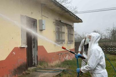 Samsun’da kokarca zararlısına karşı mücadele sürüyor