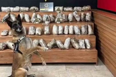 Şanlıurfa’da 17 kilo 550 gram skunk ele geçirildi