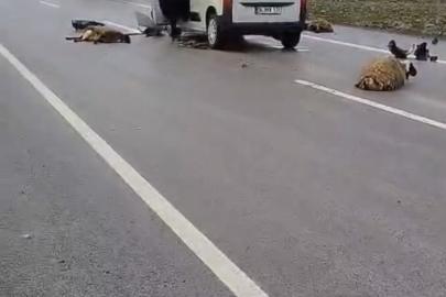 Şanlıurfa’da araç koyun sürüsüne çarptı: 10 koyun telef oldu