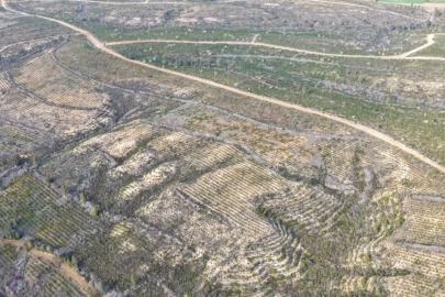 Sarıçam’da 1 milyon 200 bin fidan toprakla buluşturuldu