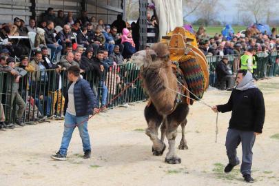 Saruhanlı’da deve güreşlerine binlerce vatandaş akın etti