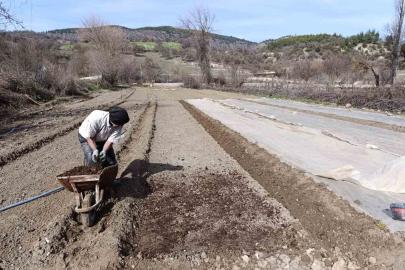 Selendi’de tütün üreticisinin zorlu mesaisi başladı