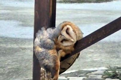 Sevimli Baykuş sokak direğinde uyuya kaldı