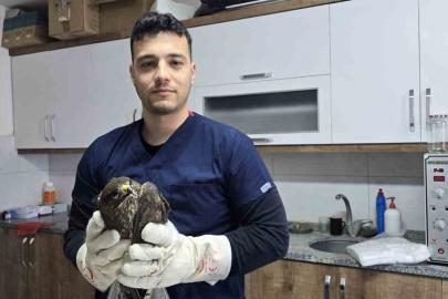 Seydikemer’de yaralı şahin tedavi altına alındı