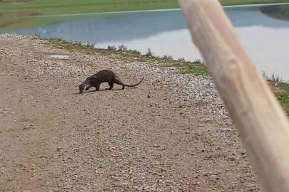 Siirt’te nesli tükenme tehlikesi altındaki su samuru görüntülendi