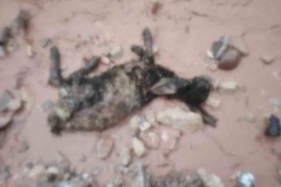 Şırnak’ta sel göçerleri vurdu: Hayvanlar telef oldu, çadırlar sular altında kaldı