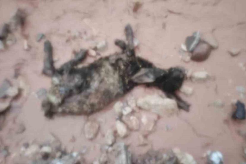 Şırnak’ta sel göçerleri vurdu: Hayvanlar telef oldu, çadırlar sular altında kaldı