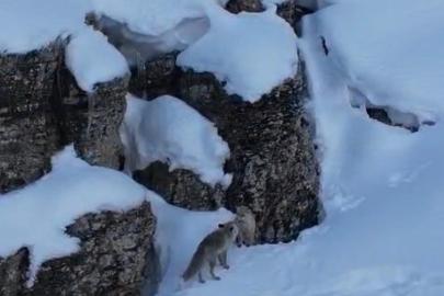 Şırnak’ta tilkiler kar üstünde yiyecek ararken görüntülendi