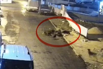 Sokak köpeklerinin dehşeti kamerada: Teravih dönüşü yaşlı kadına saldırdılar