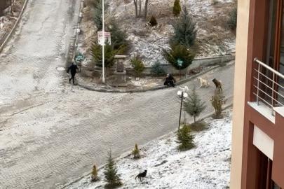 Sokak köpeklerinin saldırısına uğrayan kadını vatandaşlar kurtardı: O anlar kamerada