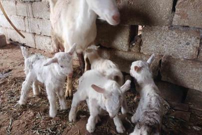 Süt rekortmeni Saanen keçiden dördüz doğum