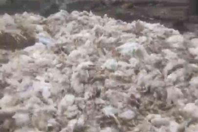 Tarsus’ta ölü tavuklar ormana atıldı