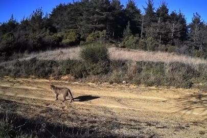 Tekirdağ’da doğanın hayaleti görüntülendi: Dağ Kedisi fotokapanda