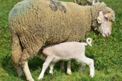 Üniversitenin yavru kuzuları anaları ile buluştu