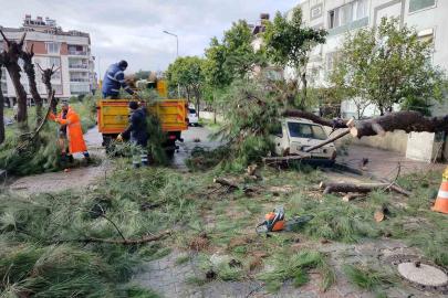 Üzerine ağaç devrilen park halindeki araç zarar gördü