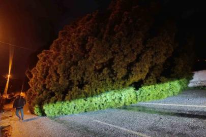 Yağış çam ağacını devirdi, ekipler çalışma başlattı