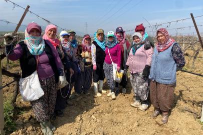 Yağışa teslim olan bağlar ayağa kalktı