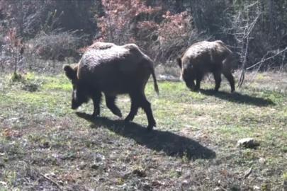 Yiyecek arayan yaban hayvanları fotokapanla görüntülendi