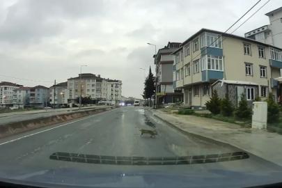 Yoldan geçerken arabanın altında kalan kedi koşarak kaçtı: O anlar araç kamerasına saniye saniye yansıdı