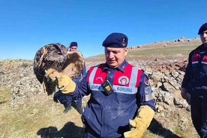 Yozgat’ta yaralı puhu kurtarıldı