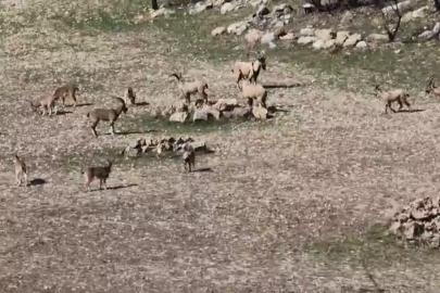 Zarar vermenin cezası 940 bin lira: Diyarbakır’da sürü halinde görüntülendi