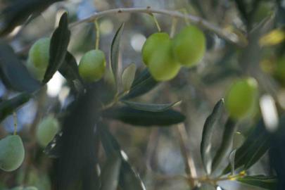Zeytin halkalı leke hastalığına karşı üreticilere uyarı