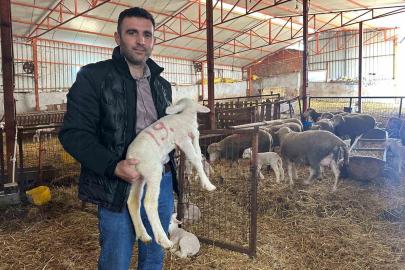 57 yıldır safkan damızlık Karacabey merinosu yetiştiriyorlar, birçok sürüde imzaları var