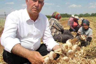 AB Tescilli Araban Sarımsağı dünya devleri arasında 5’inci seçildi