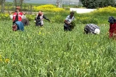 AB tescilli araban sarımsağında yabancı ot temizliği sürüyor