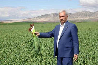 AB tescilli Araban sarımsağında yüksek rekolte ve kaliteli ürün bekleyişi