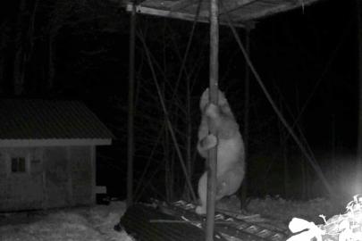 Aç kalan ayı kovanlara ulaşmak için düz demire tırmanmaya çalıştı