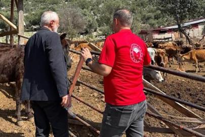 Adana’da "Güney Sarısı" bereketi: Yerli ırk üreticinin yüzünü güldürüyor