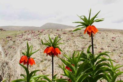 Afşin’de ters laleler açtı: Koparana 700 bin TL ceza