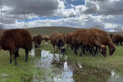 Ağrı’da 120 bin lira maaşa rağmen çoban bulunamıyor