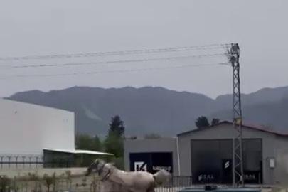 Akan trafikte panik anları: Kaçak at pistte yarışırcasına ilerledi