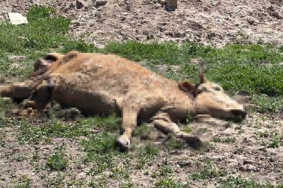 Aksaray’da ölen hayvanlarını araziye atanlara 390 bin lira ceza