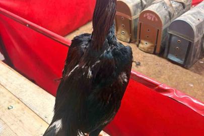 Alanya’da horoz dövüşüne jandarma baskını: 11 kişiye 143 bin TL ceza