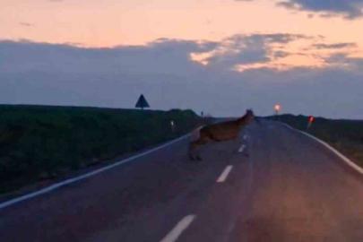 Ankara’da yaban geyiği sürüsü görüldü