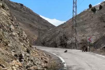 Anne ayı ve yavruları yolda görüntülendi, minik yavrunun çabası gülümsetti