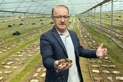 Antalyalı ziraat mühendisi serada kuzugöbeği mantarı üretimine başladı