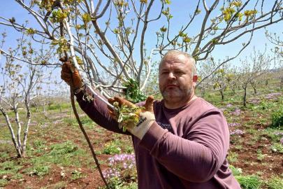 Araban’da fıstık üreticileri tırtıl’la mücadele çalışması başlattı