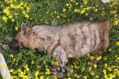 Aracın çarptığı sırtlan telef oldu